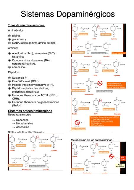 Tipos de Neurotransmisores