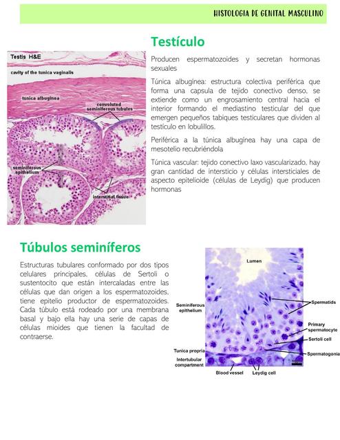 Histología de Genital Masculino