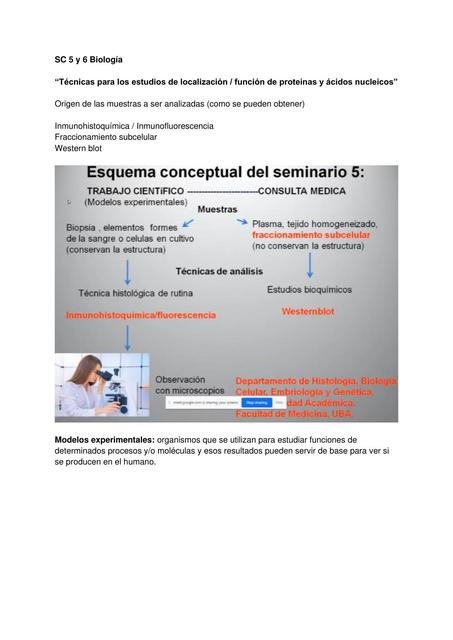 Técnicas para estudios de localización y función de proteínas y  ácidos nucleicos