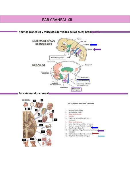     Nervios craneales y músculos derivados de los arcos branquiales