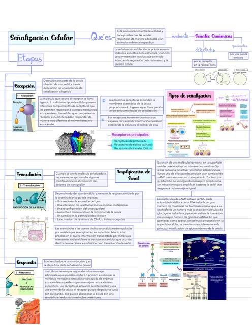 Señalización Intercelular