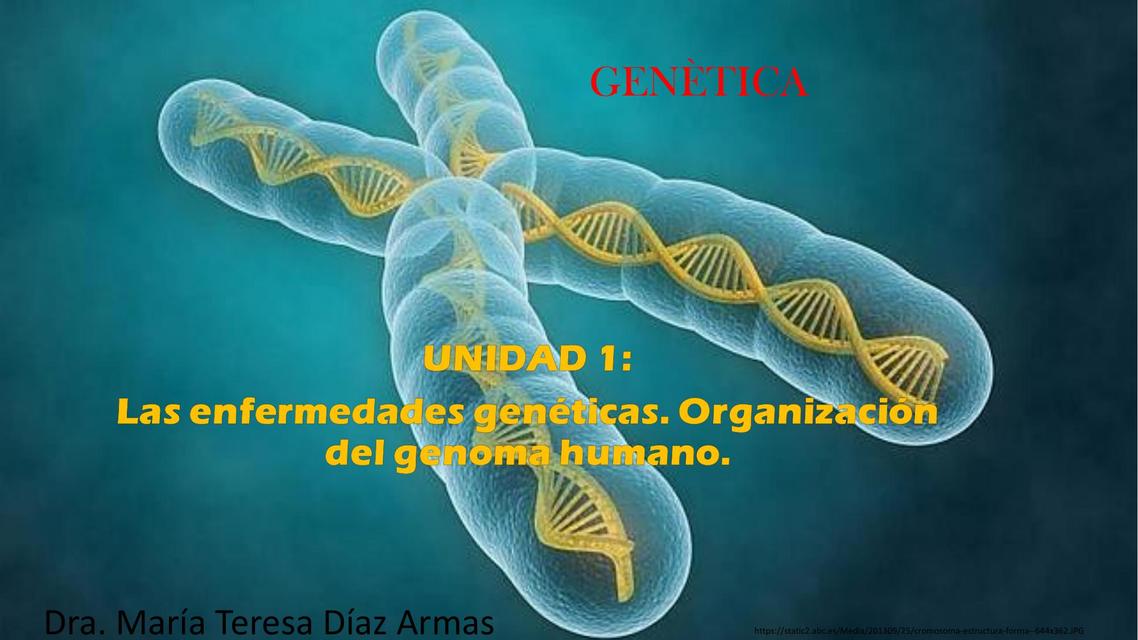 Organización del genoma humano