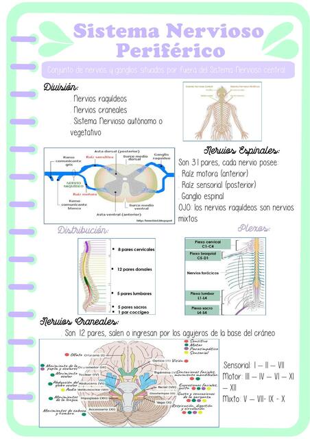 Sistema nervioso periférico