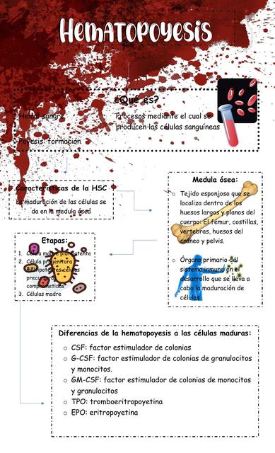 Hematopoyesis