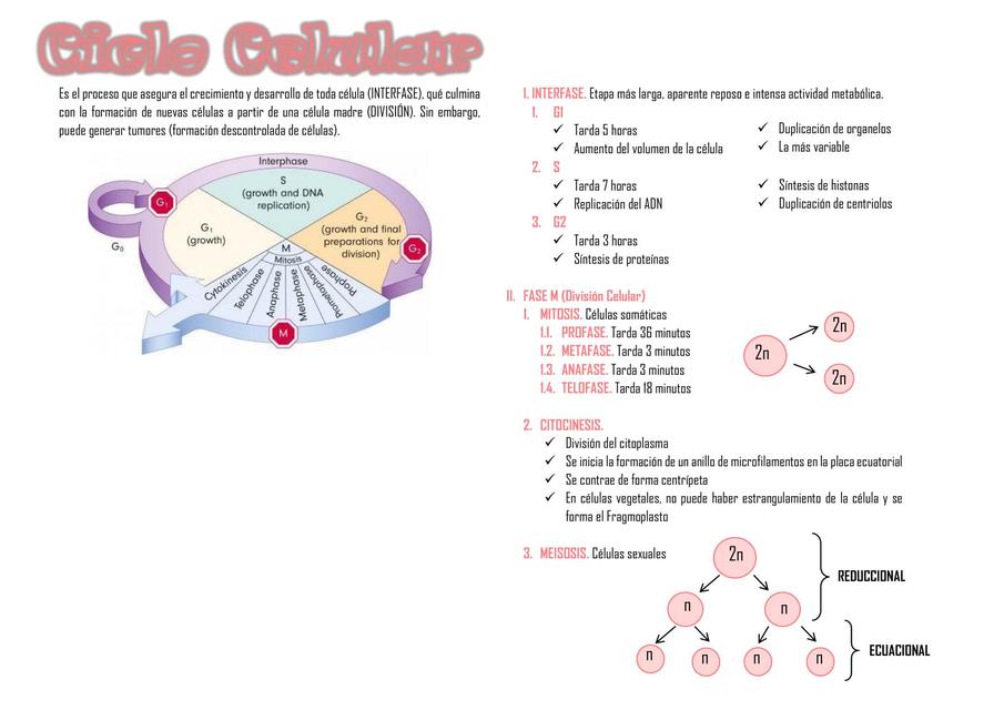 Ciclo Celular