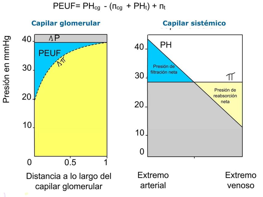 Diferencias Capilares