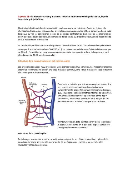 Resumen sobre microcirculación y el sistema linfático