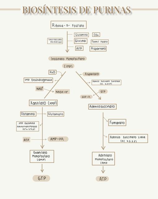 Biosíntesis de Purinas 
