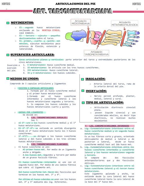 Articulación del Pie 