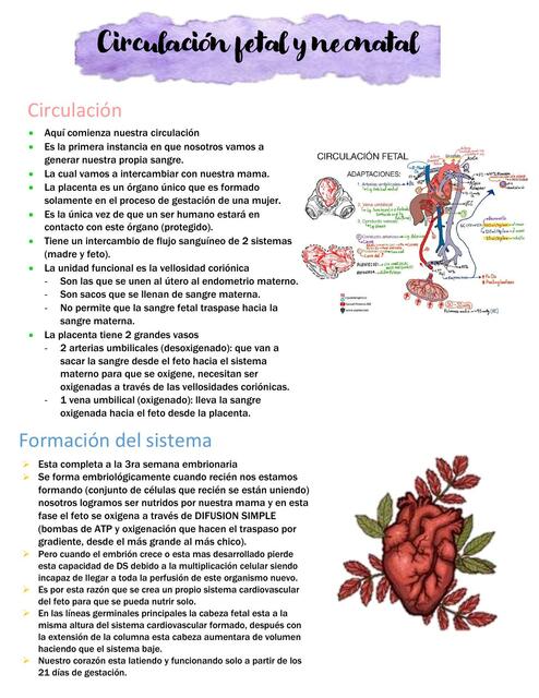 Circulación fetal y neonatal