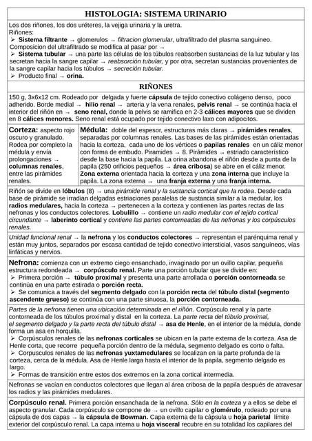 Histología: Sistema Urinario 