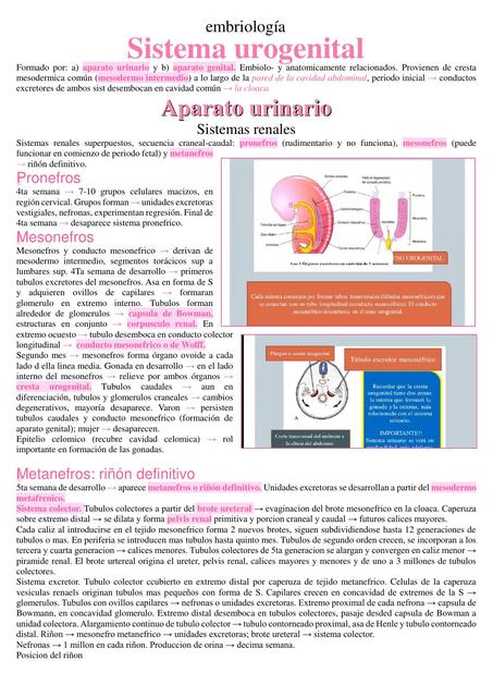 Sistema Urogenital 