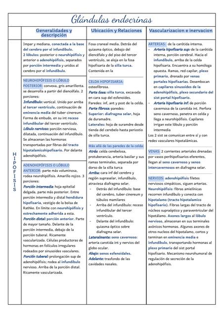 Glándulas endocrinas anatomía