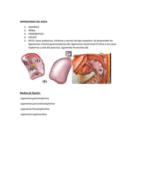 Impresiones del Bazo 
