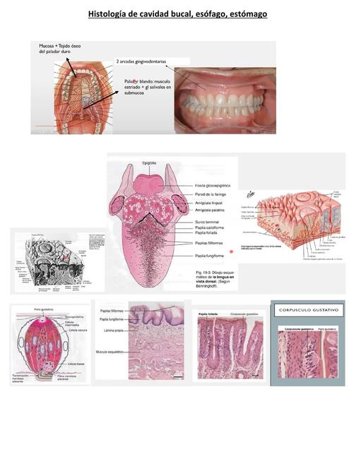 Histología de Cavidad Bucal, Esófago, Estomago 