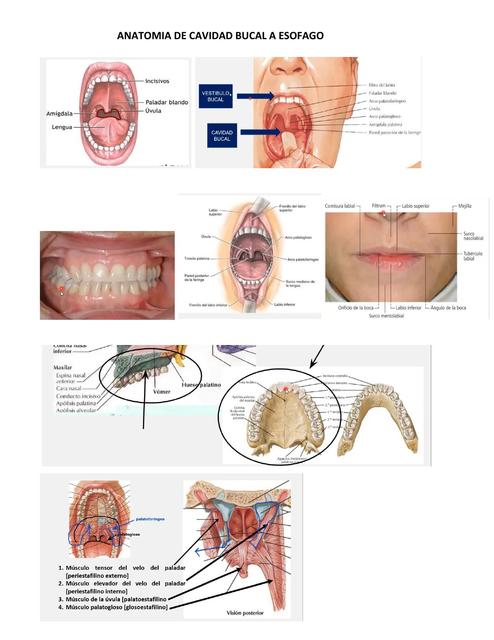 Anatomía de Cavidad Bucal a Esófago 