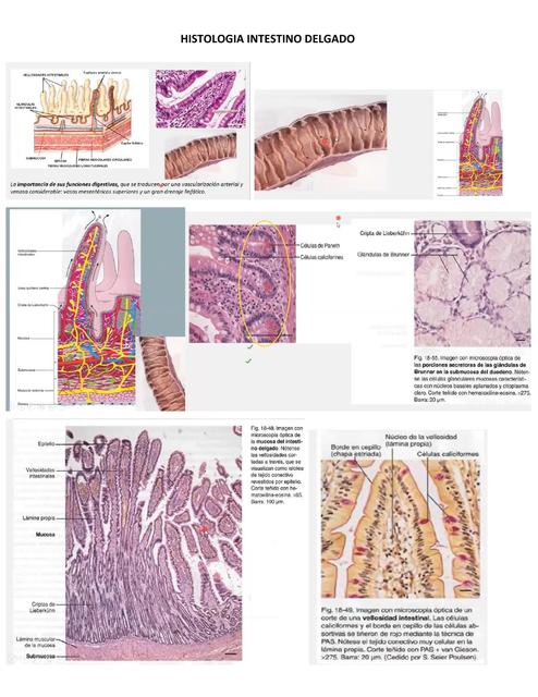 Histología Intestino Delgado 