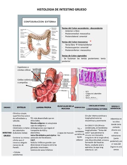 Histología de Intestino Grueso