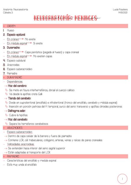 Meninges