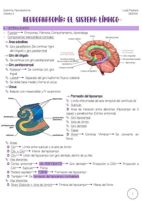 El Sistema Límbico