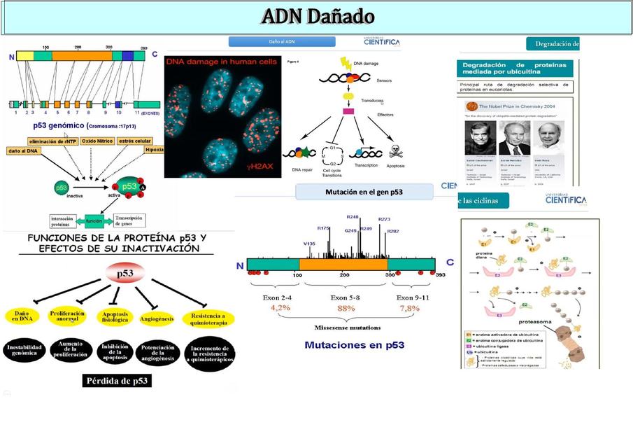 ADN Dañado