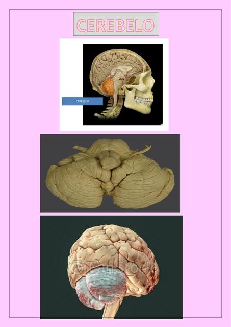 Imágenes de las Estructuras anatómicas del cerebelo