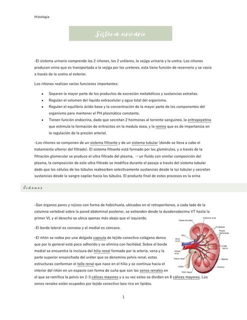 Histología del Sistema urinario