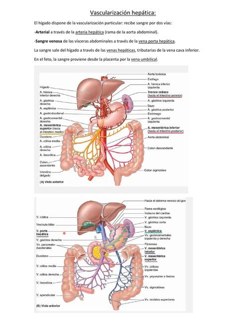 Vascularización Hepática