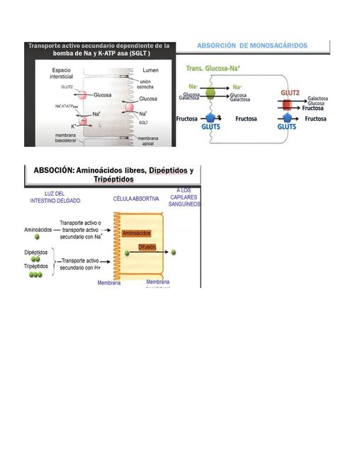 Absorción de Monosacáridos 