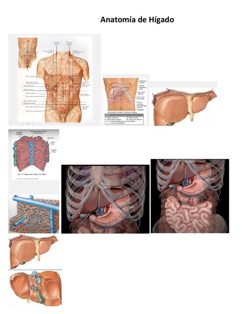 Anatomía de Hígado 