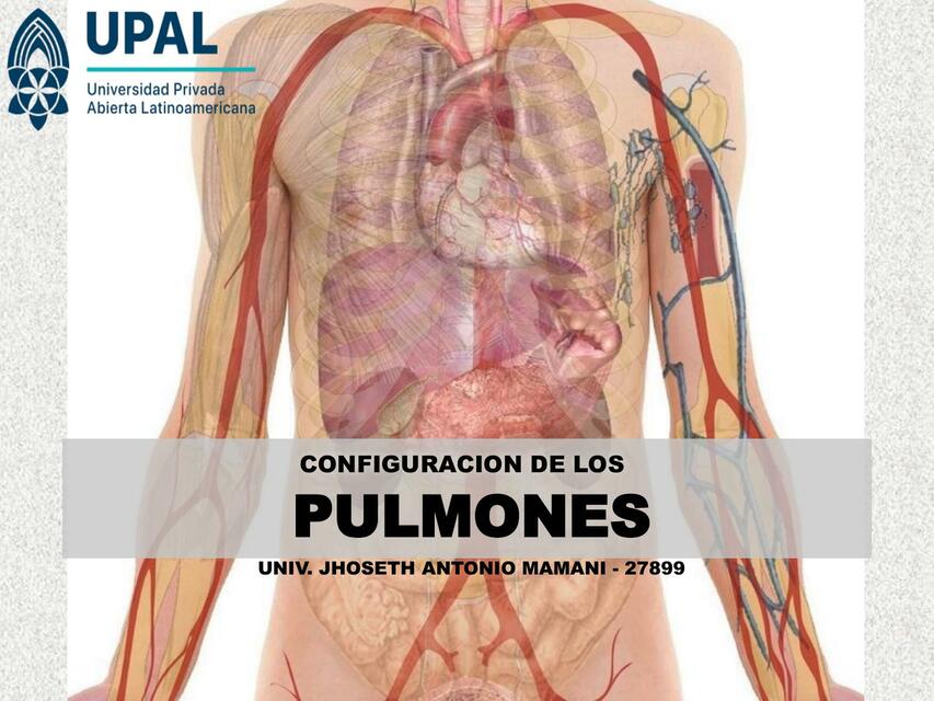 Pulmones 