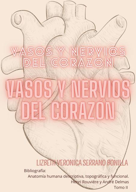 Vasos y nervios del corazón