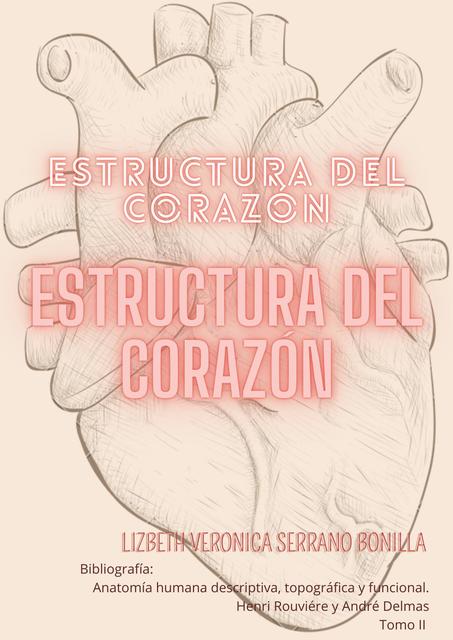 Estructura del corazón