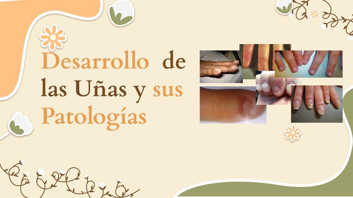 Desarrollo embriológico de las uñas 