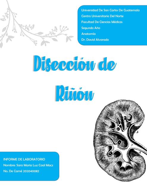 Laboratorio Disección de Riñon