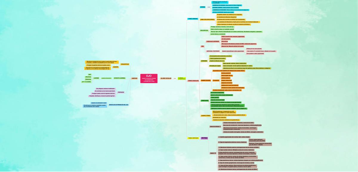 Histología del Ojo