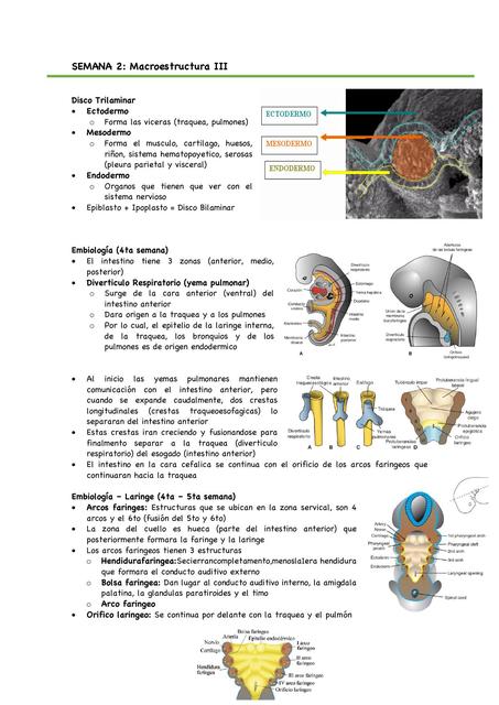 Sistema Respiratorio