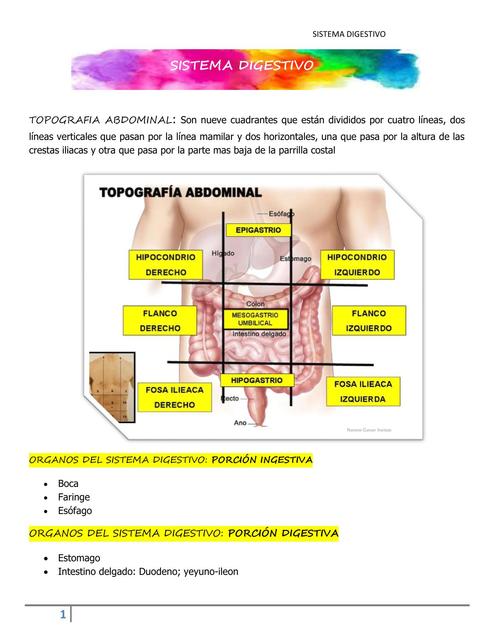 Sistema Digestivo