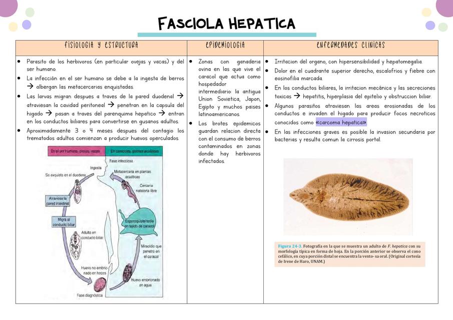 Fasciola Hepática 