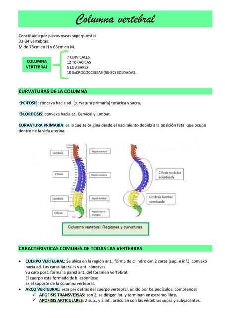 Columna vertebral 