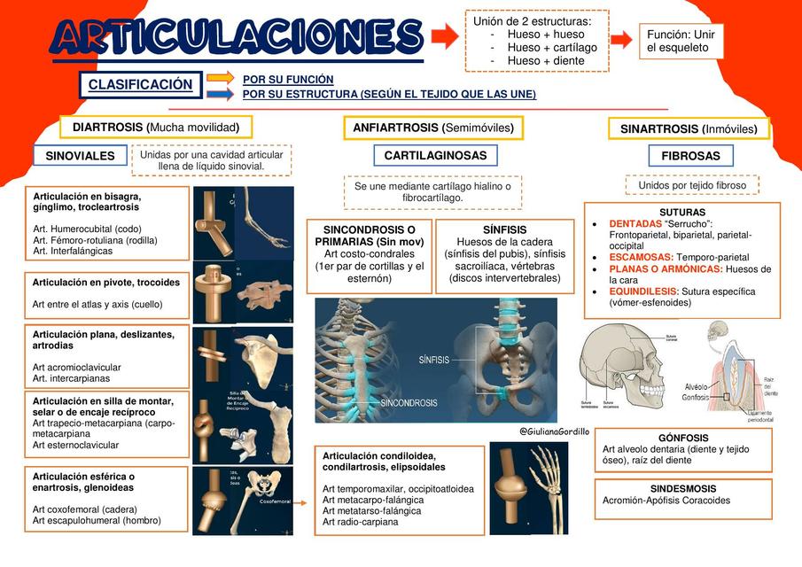 Articulaciones 