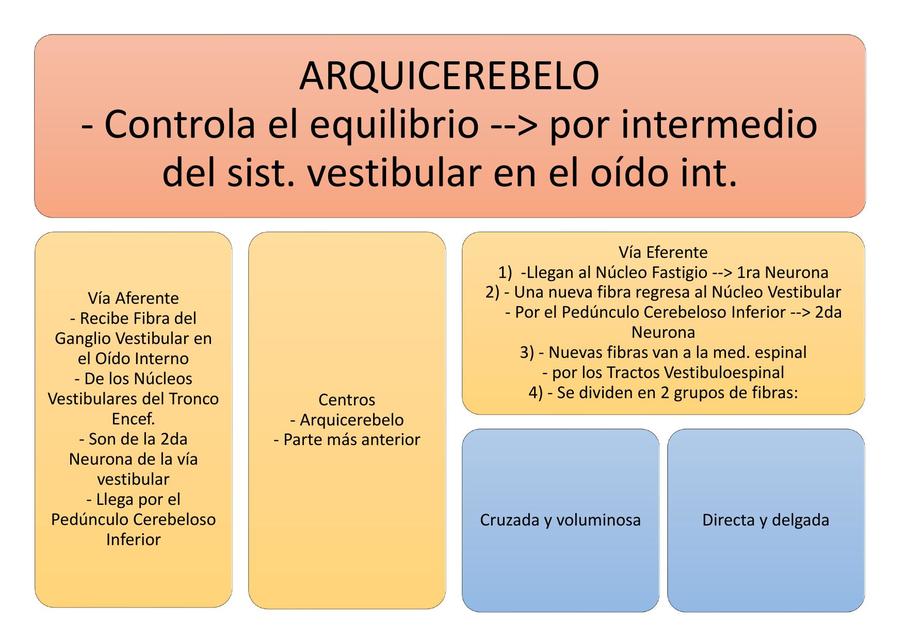 Neuroanatomía del Cerebro