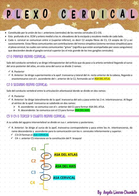 Plexo Cervical 