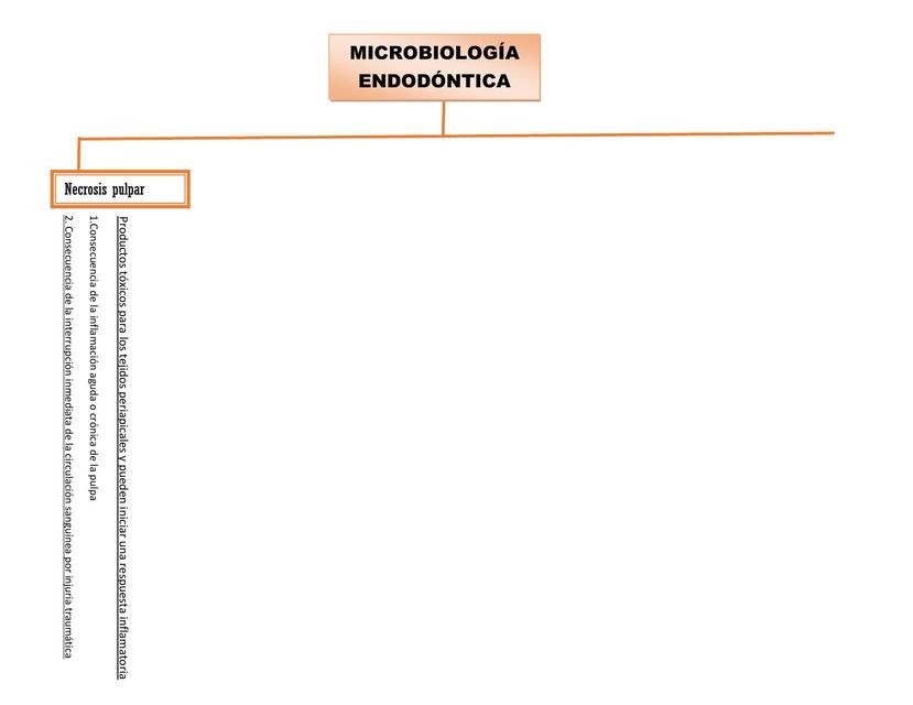 Ciclo del Ameloblasto