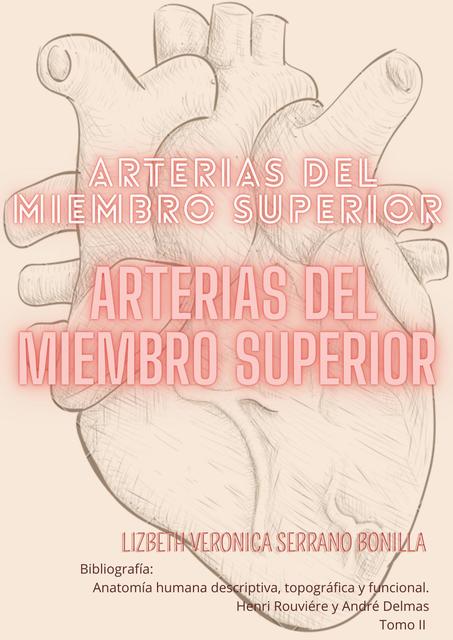 Arterias del miembro superior