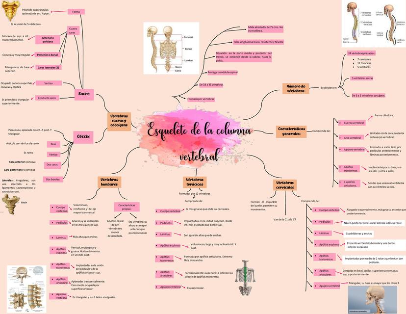 Esqueleto de la Columna Vertebral 