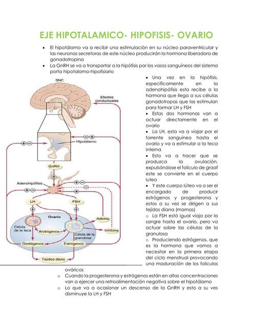 Eje Hipotalámico- Hipófisis- Ovario 