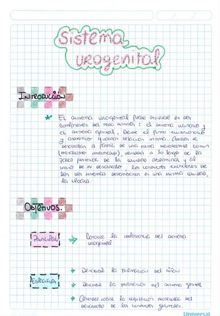 Sistema Urogenital