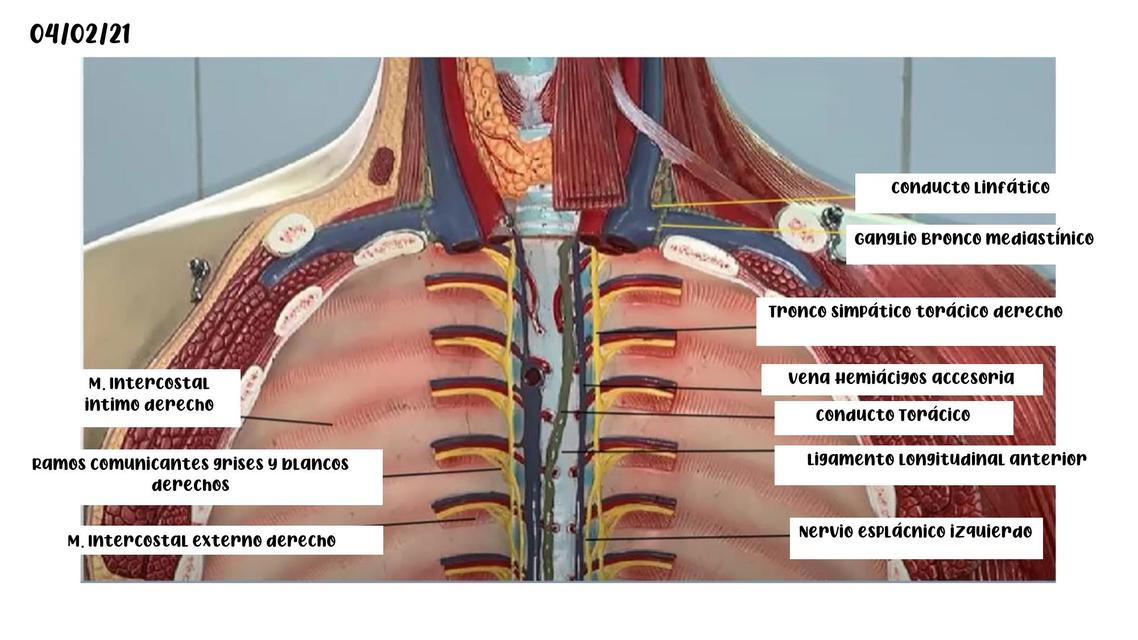 Anatomía