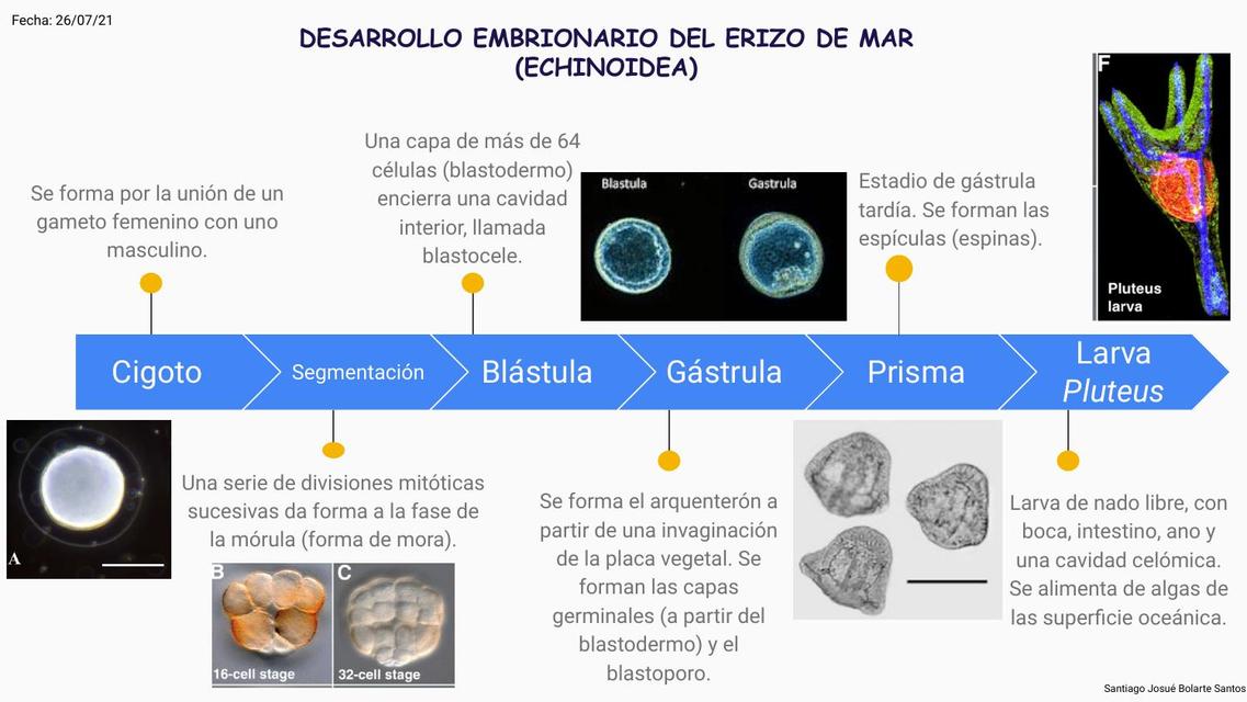 Erizo de Mar Santiago Bolarte uDocz